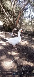 Geese for Sale - 3