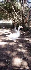 Geese for Sale - 4