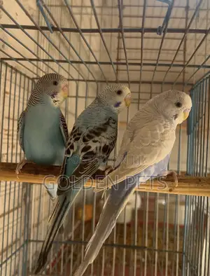 Jozi za Budgies Zilizofungwa