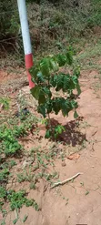 8 Acres Prime Land for Sale, Kabuta, Murang'a County - 4
