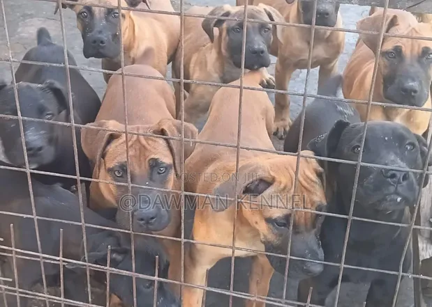 Purebred Boerboel Puppies (1-3 Months) - 1