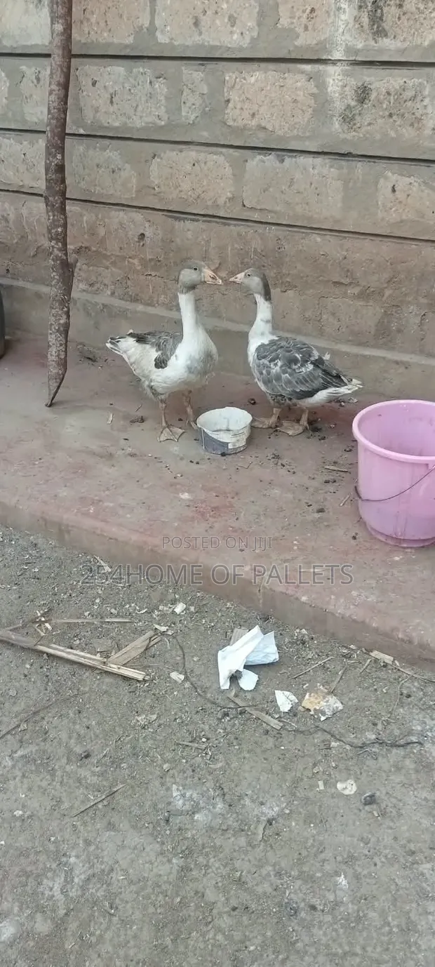 Jozi ya Ndege wa Kuku wa Nyama (Goose) wa Miezi 5 - 1