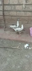 Jozi ya Ndege wa Kuku wa Nyama (Goose) wa Miezi 5 - 2
