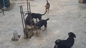 1-3 Month Male Mixed Breed German Shepherd Puppy