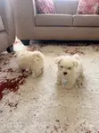 Mbwa Mdogo wa Mchanganyiko wa Maltese, Miezi 1-3 - 1