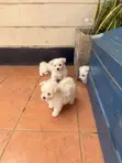 Mbwa Mdogo wa Mchanganyiko wa Maltese, Miezi 1-3 - 3