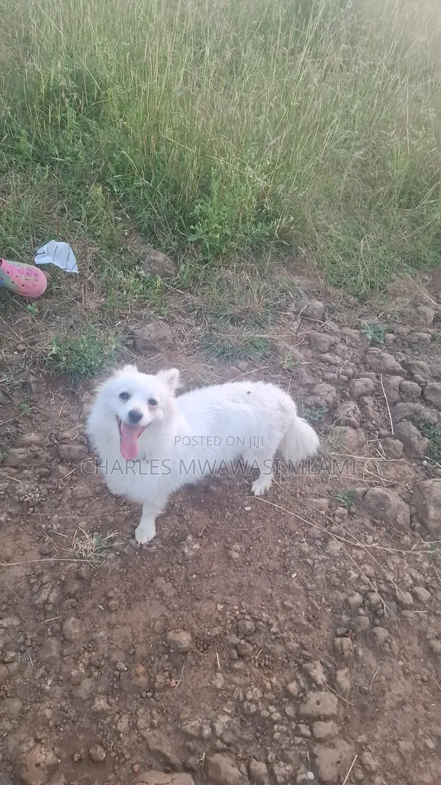 Female Purebred Japanese Spitz - 1+ Year Old - 1