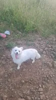 Female Purebred Japanese Spitz - 1+ Year Old - 1