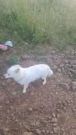 Female Purebred Japanese Spitz - 1+ Year Old - 2