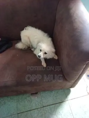 Kibwa wa Kiume Mweupe wa Kipekee wa Maltese, Zaidi ya Mwaka Mmoja