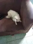 Purebred Female Maltese, 1+ Year Old - 1