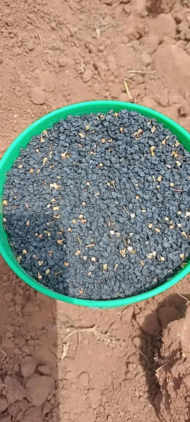 Mbegu za Kitunguu Mangola - 1