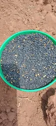 Mbegu za Kitunguu Mangola - 1
