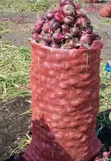 Mbegu za Kitunguu Mangola - 3