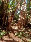 2.2 Acres Commercial Land for Sale, Maragua-Kaharati - 3