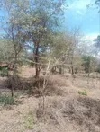 3.6 Acres Land for Sale in Masii-Kitooni, Yoani Village - 4