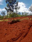 1 Acre Commercial Land for Sale at Kaharati - 1