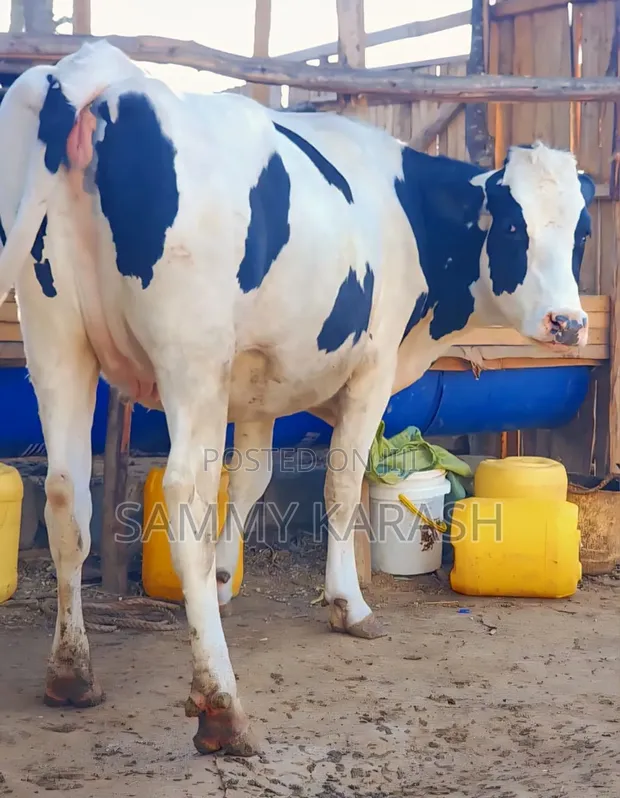 Ng'ombe wa Kike Wanaotarajia Kuzaa Wenye Damu Safi - 1
