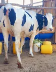 Ng'ombe wa Kike Wanaotarajia Kuzaa Wenye Damu Safi - 1