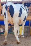 Ng'ombe wa Kike Wanaotarajia Kuzaa Wenye Damu Safi - 2