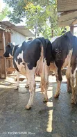 Ng'ombe wa Kike Wanaotarajia Kuzaa Wenye Damu Safi - 3