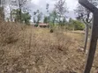 Kitalu Bora cha 50x100 Kaurrai, Upper Matasia - 4