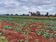 Eneo la Eka 5 Udongo Mwekundu - Masinga, Karibu na Bwawa - 3
