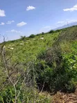 Eka 100 Zinauzwa Maili Tisa, Kaunti ya Kajiado - 5