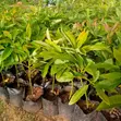 Hass & Fuerte Avocado Seedlings - Zoella Farm - 1