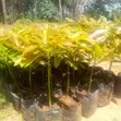 Hass & Fuerte Avocado Seedlings - Zoella Farm - 2