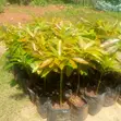 Hass & Fuerte Avocado Seedlings - Zoella Farm - 3