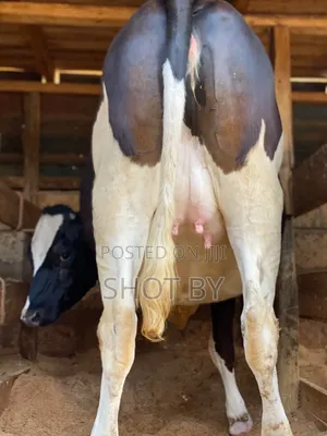 Ng'ombe Wake Wanaotarajia Kuzaa Miezi 7.5 na Mbegu za Kiume Pekee