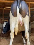 7.5 Months In-Calf Pedigree Heifers with Sexed Semen - 1