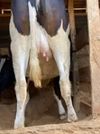 7.5 Months In-Calf Pedigree Heifers with Sexed Semen - 2