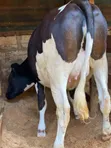7.5 Months In-Calf Pedigree Heifers with Sexed Semen - 3