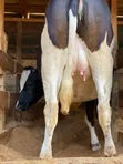 7.5 Months In-Calf Pedigree Heifers with Sexed Semen - 4