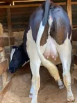 7.5 Months In-Calf Pedigree Heifers with Sexed Semen - 5
