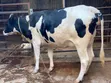 Ng'ombe Wanaume Wanaotarajia Kuzaa (7.5 Mwezi) Waliozaliwa kwa Mbegu za Kike - 1