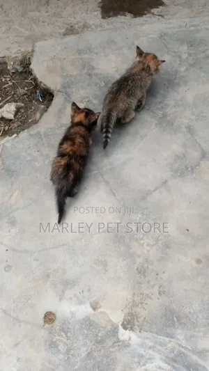 Kitten wa Kiume wa American Shorthair Safi (Miezi 1-3)