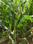 Swift Feeders: Majani Mabichi na Silage Yaliyofungwa - 1