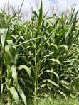 Swift Feeders: Majani Mabichi na Silage Yaliyofungwa - 2