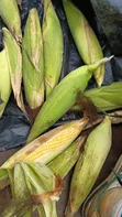 Swift Feeders: Majani Mabichi na Silage Yaliyofungwa - 3