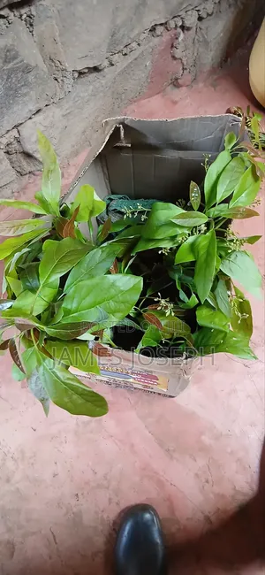 Mbegu za Miti ya Avocado Zinauzwa