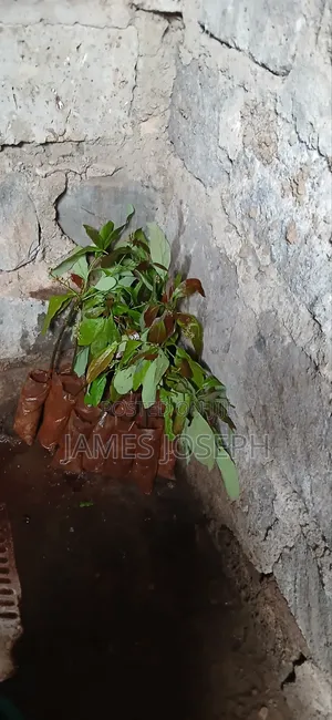 Hass Avocado Seeds