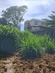 Ruiru Mugutha Prime Plot - 100x125 Red Soil - 3
