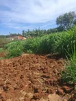 Ruiru Mugutha Prime Plot - 100x125 Red Soil - 4