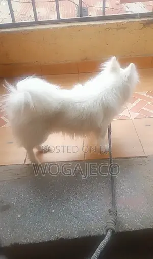 Chihuahua Safi, Mume wa Miezi 6-12