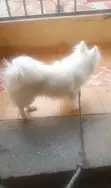 Chihuahua Safi, Mume wa Miezi 6-12 - 1