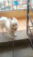 Chihuahua Safi, Mume wa Miezi 6-12 - 2