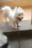 Chihuahua Safi, Mume wa Miezi 6-12 - 3